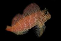 picture of Leopard Rockskipper Blenny Indonesia Med                                                             Exallias brevis